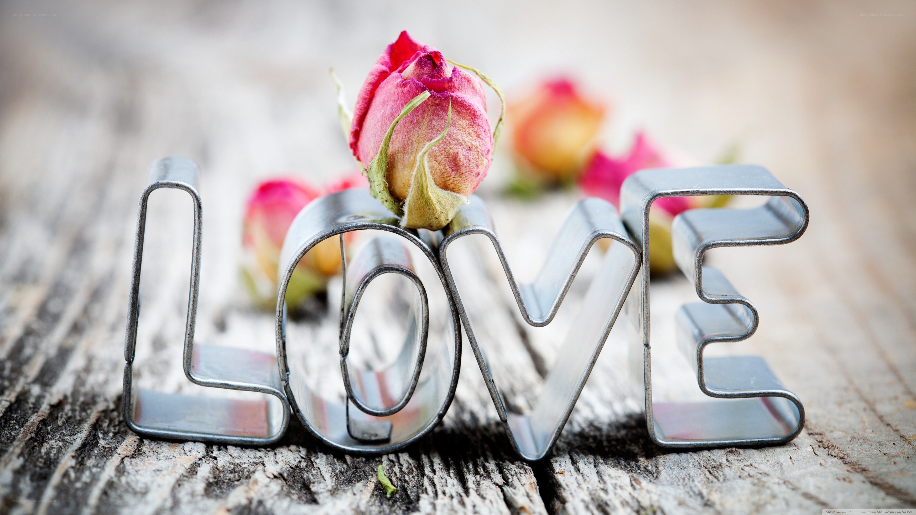 love word with rose bud