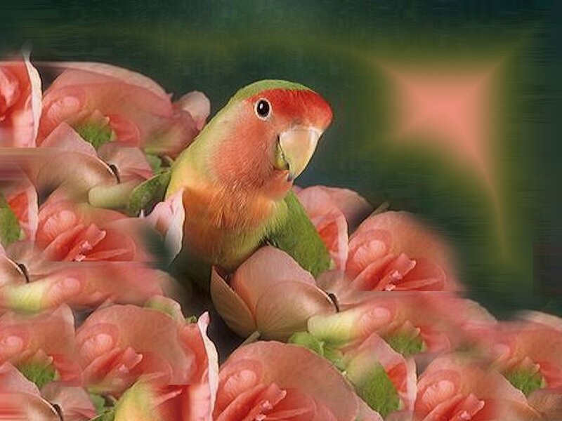 Lovebird Among Flowers — Green