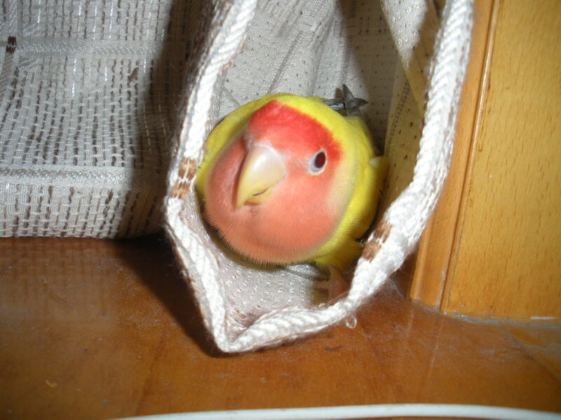 lovebird in a fabric pouch