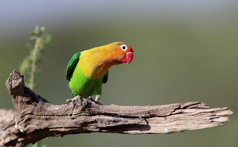 Lovebird on a Branch — Green