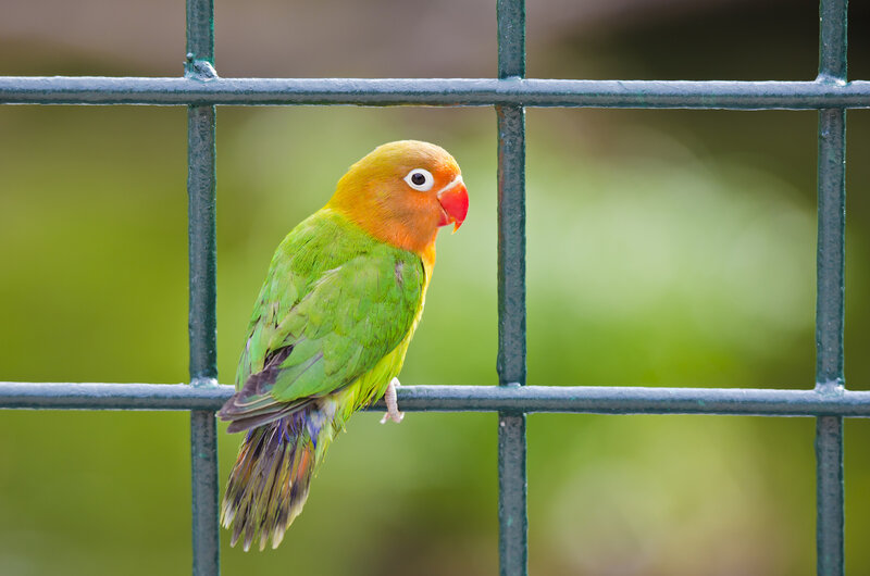 Lovebird on a Fence