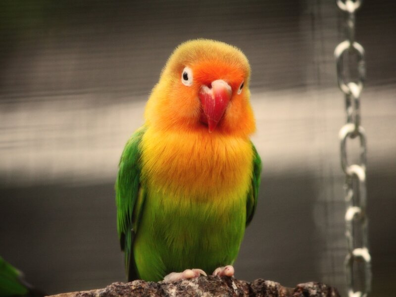 Lovebird on a Perch