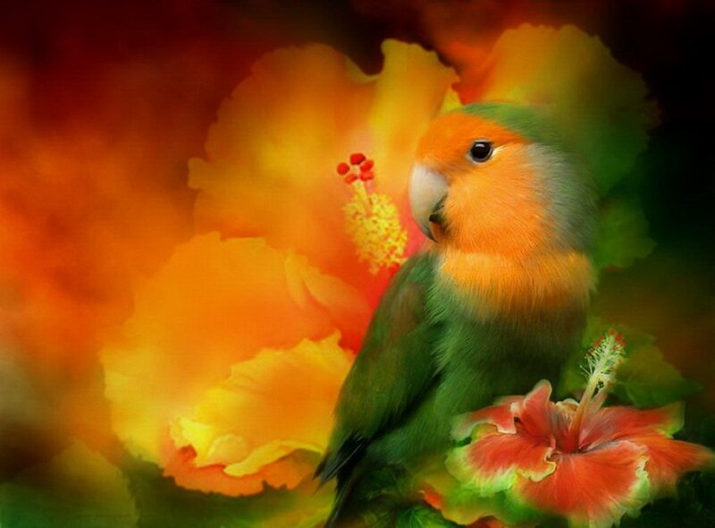 Lovebird on Flower