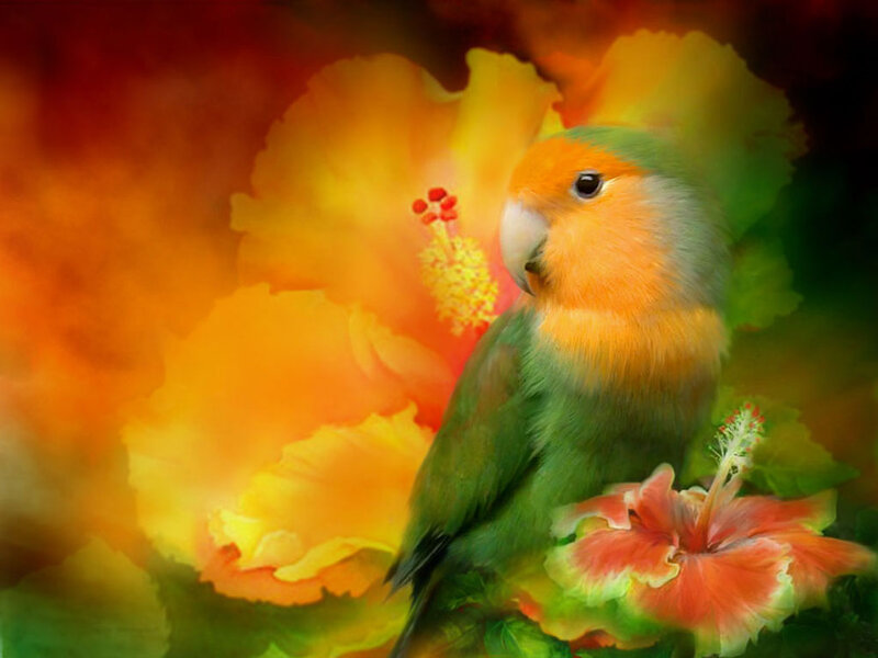Lovebird on Hibiscus — Green