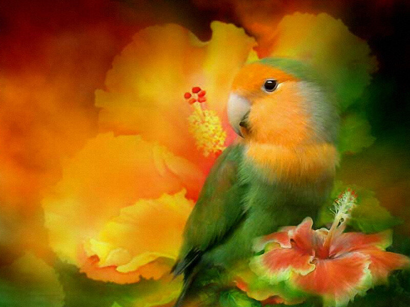 Lovebird on Hibiscus