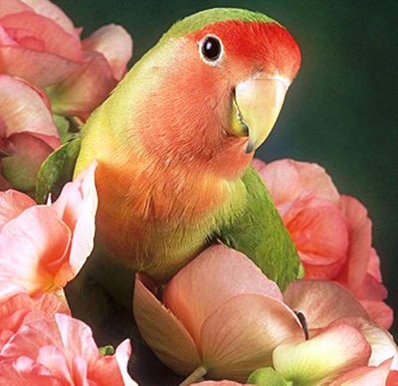 Lovebird on Pink Flowers