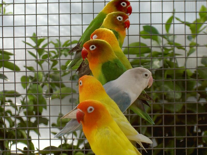 Lovebirds in a Cage