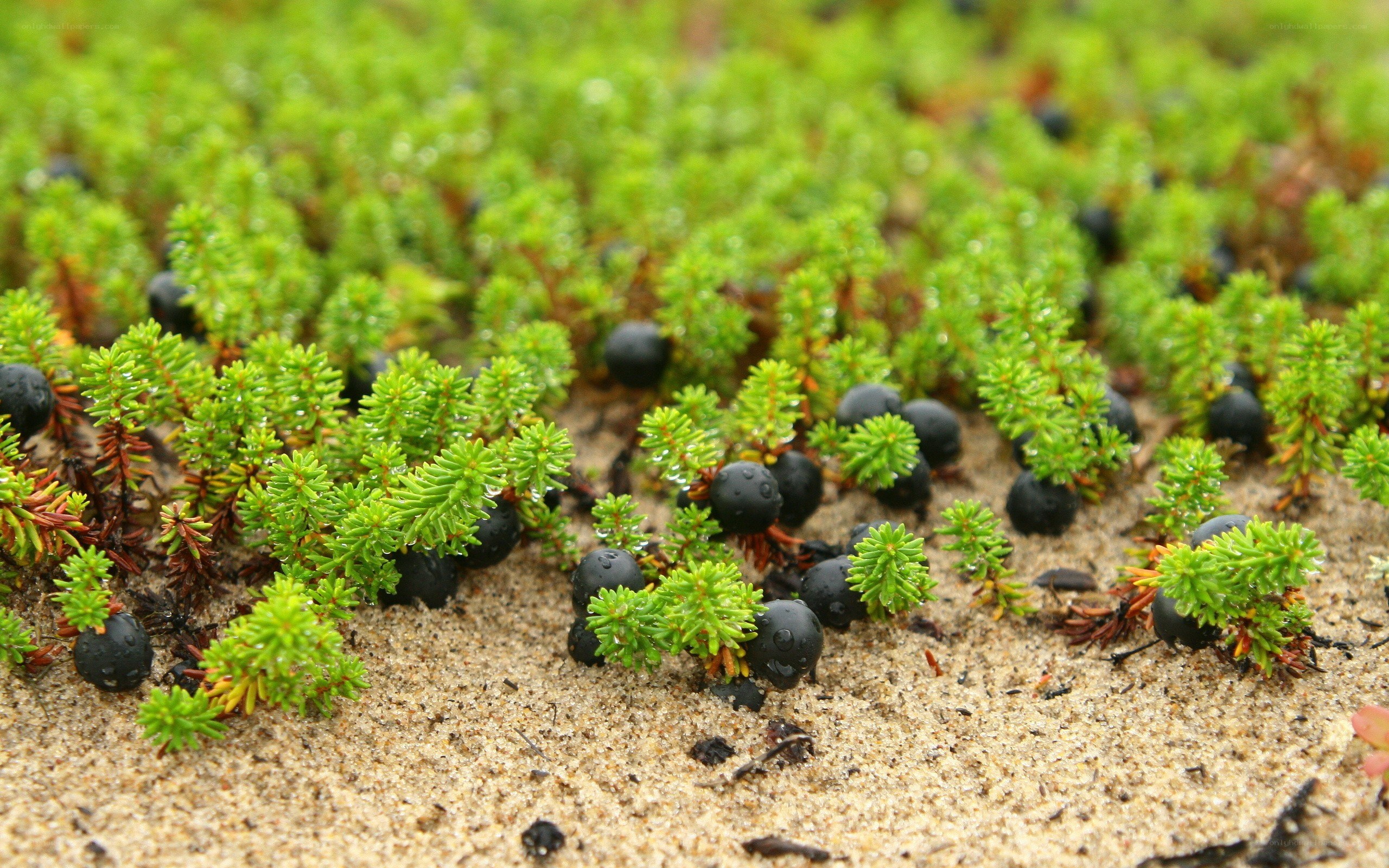 Low-growing shrubs with berries