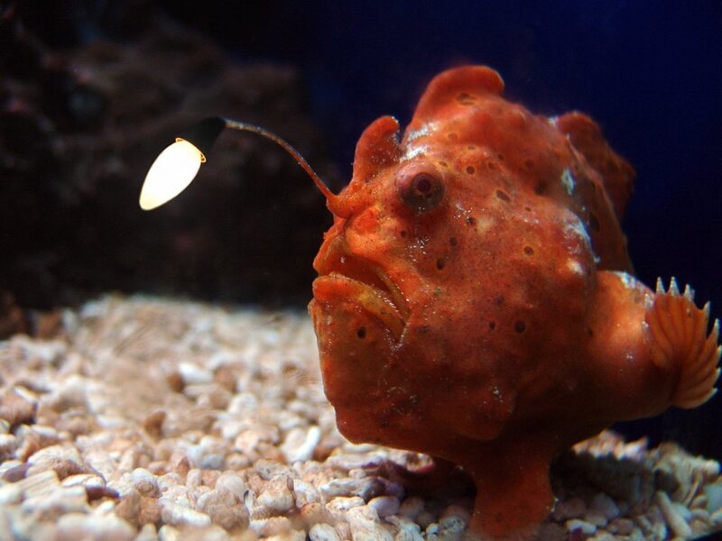 Luminous frogfish in aquarium