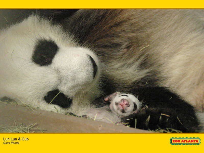 Lun Lun and her cub