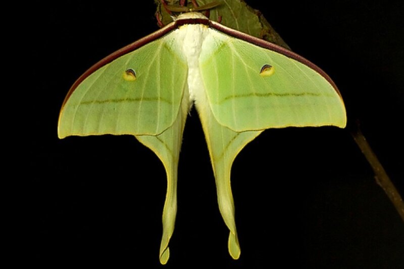 Luna Moth on Branch