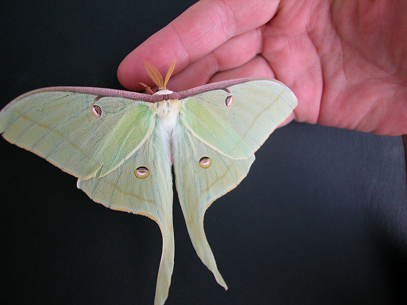 Luna Moth on Hand