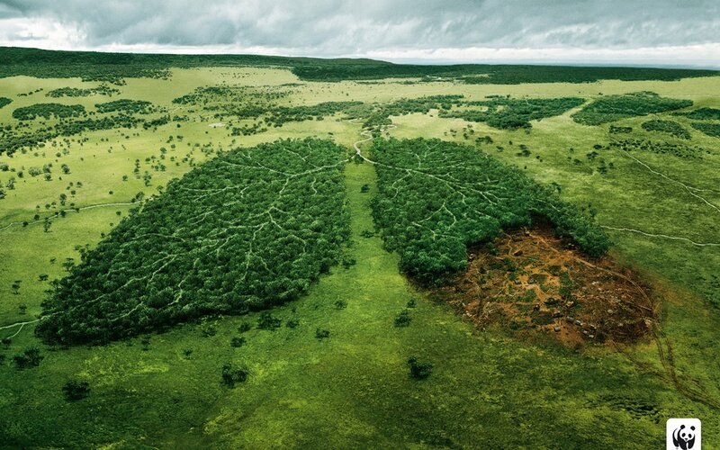 Lungs from a landscape