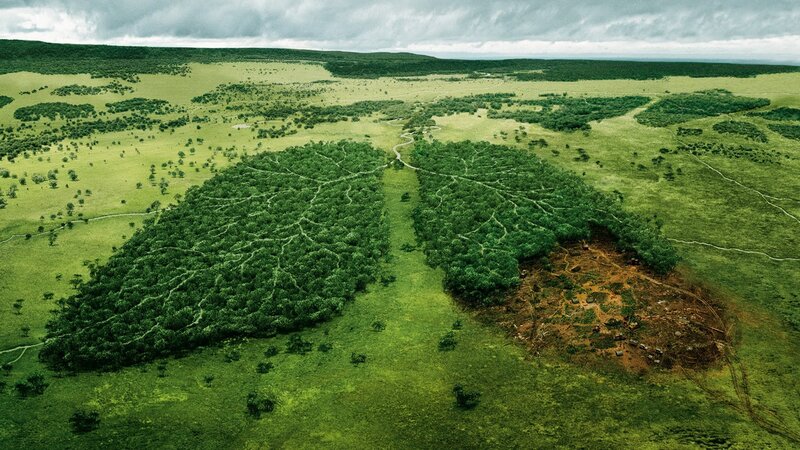 Lungs in a landscape