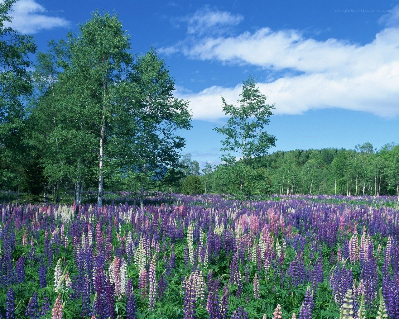 Lupin field under blue sky