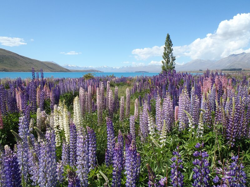 Lupin flowers by a lake