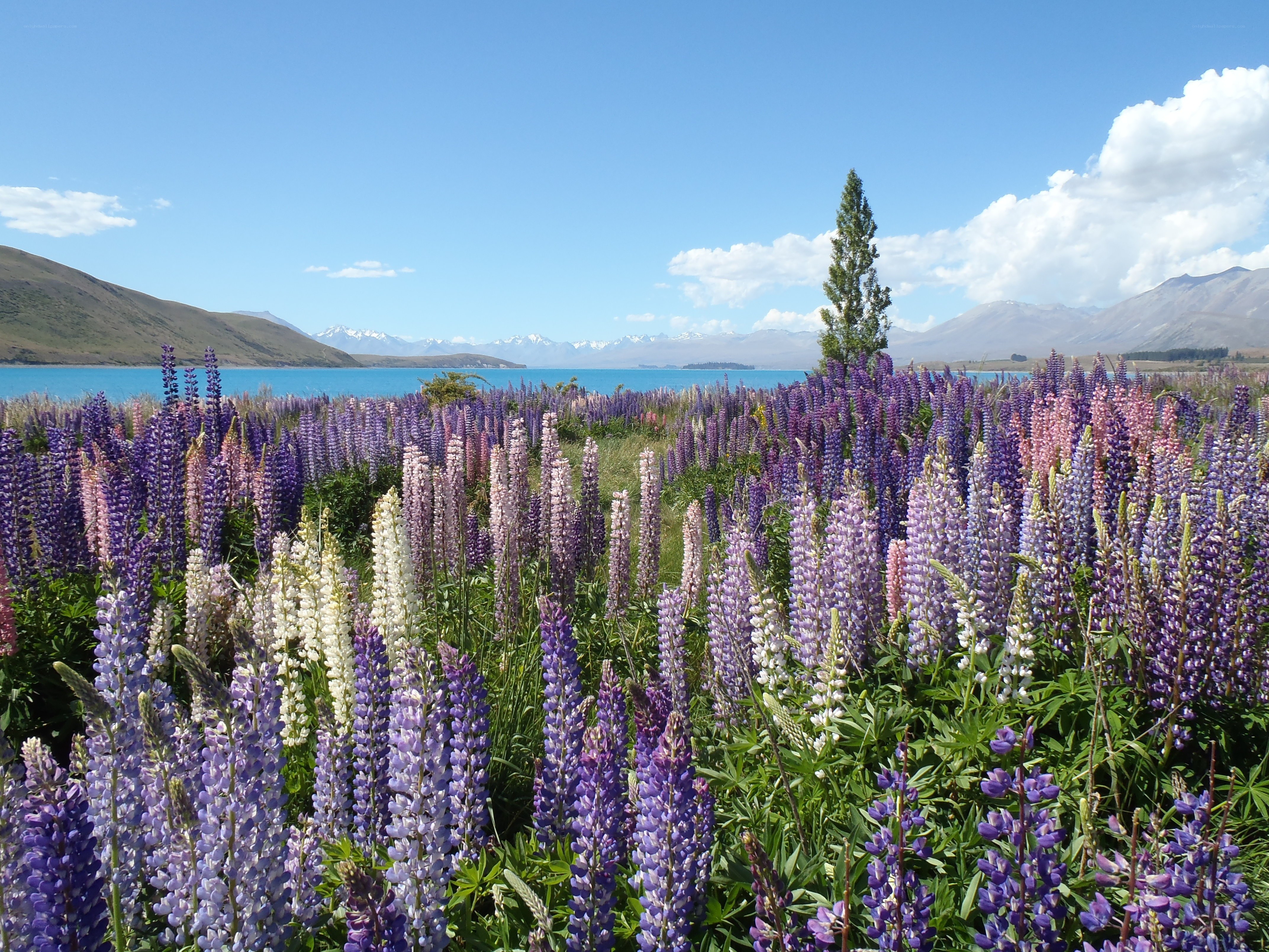 Lupin flowers by a lake
