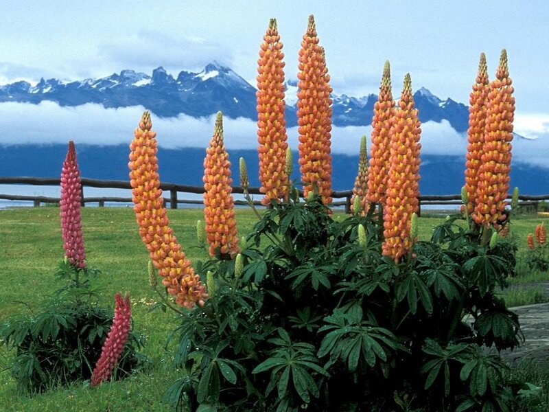 Lupin flowers with mountains