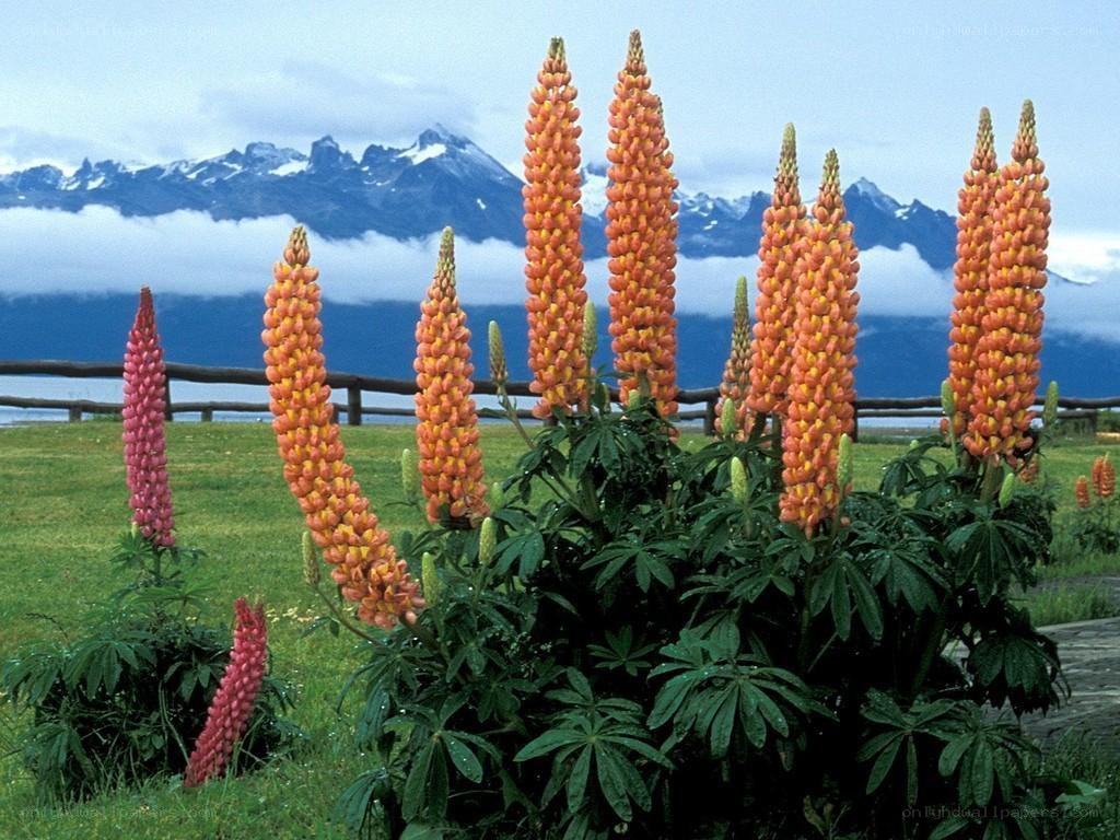 Lupin flowers with mountains