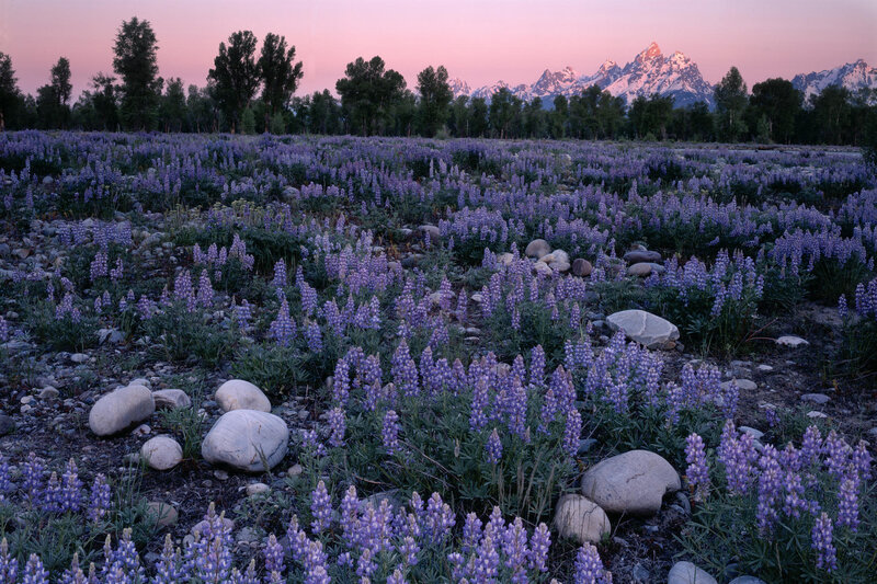 Lupine field at dawn with mountains
