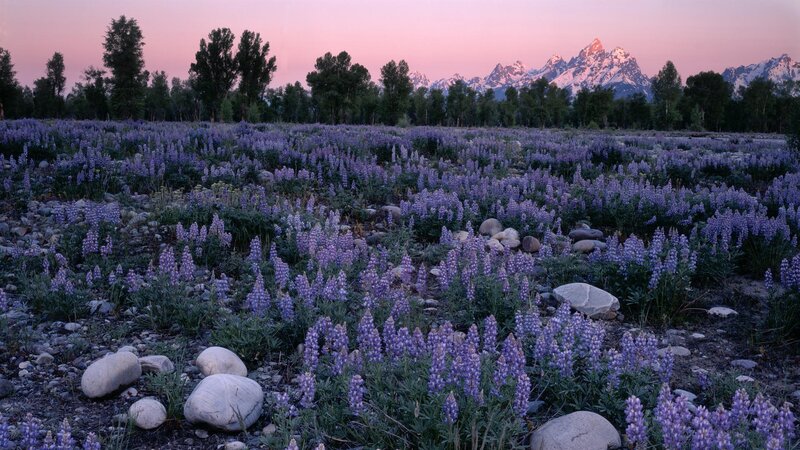 Lupine field at dusk