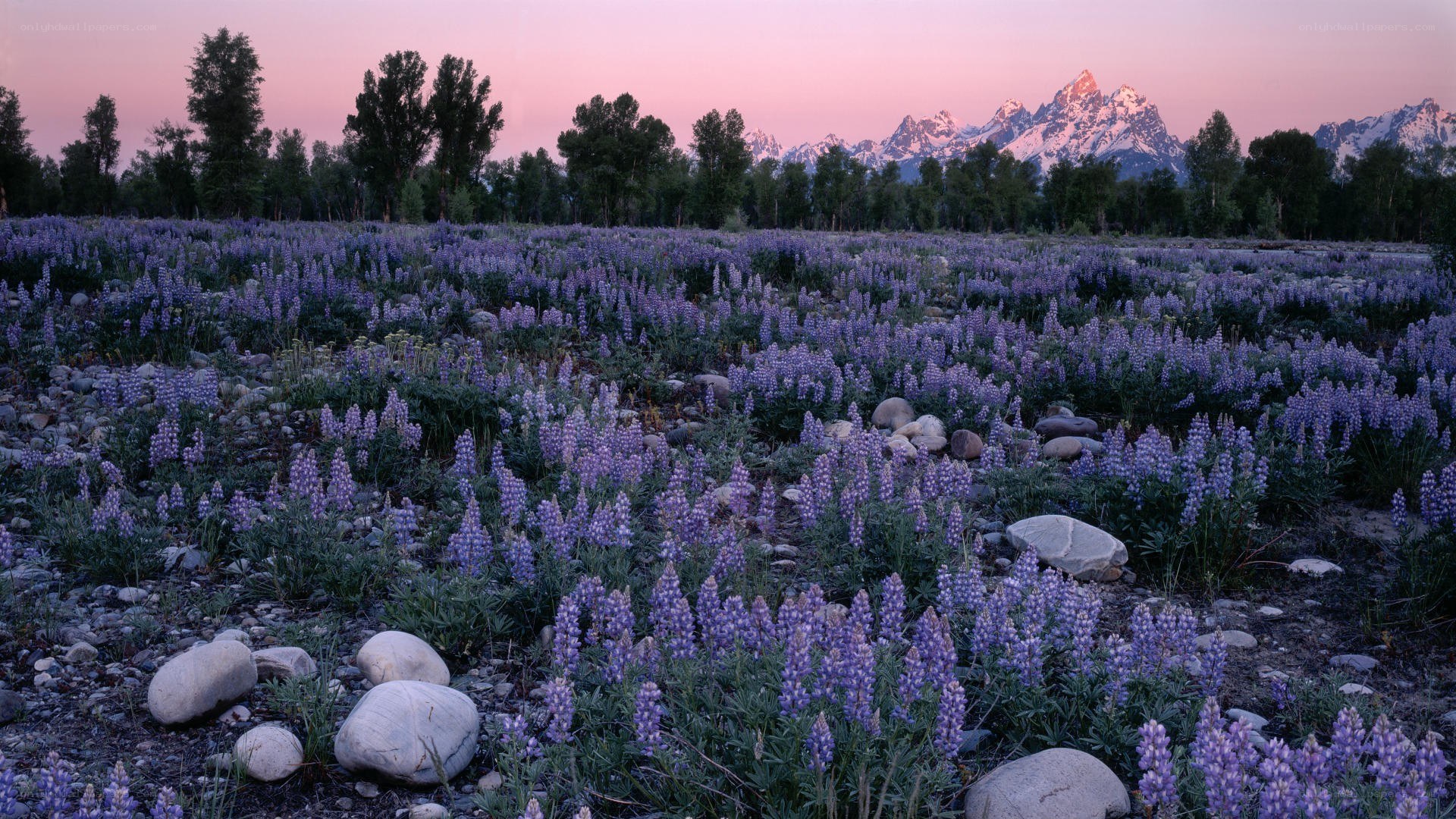 Lupine field at dusk