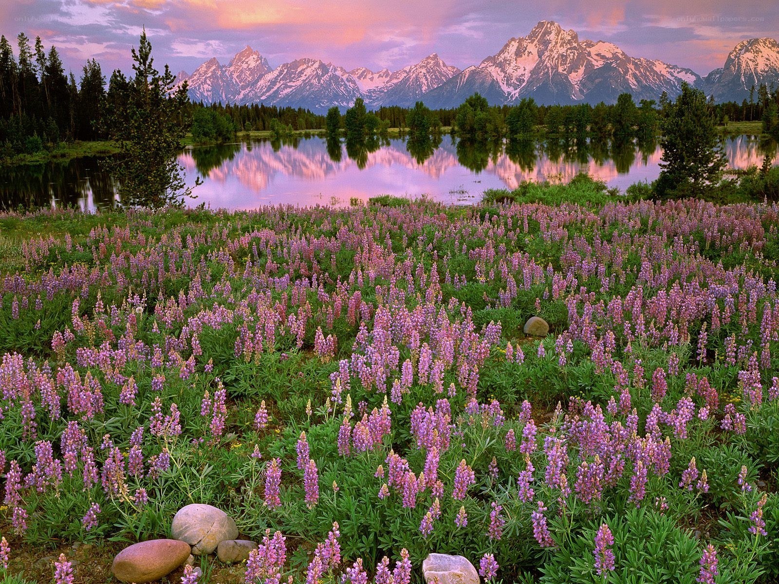 Lupine field at sunset