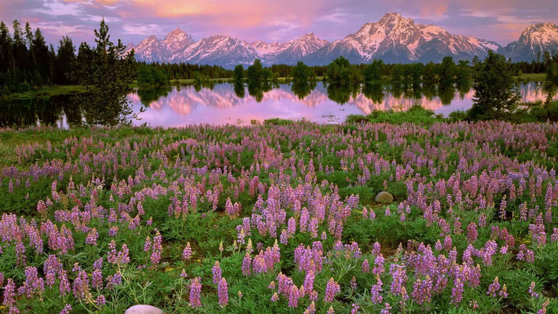 Lupine field at sunset