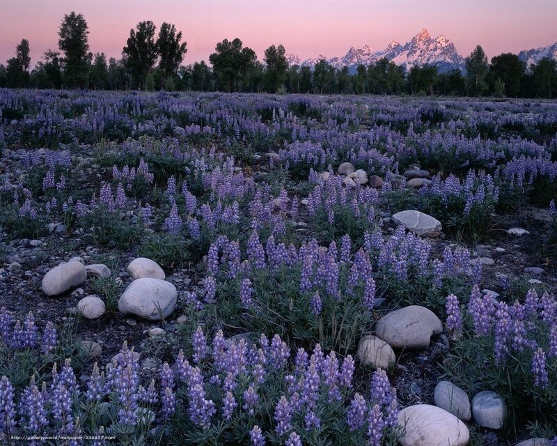 Lupine field at sunset
