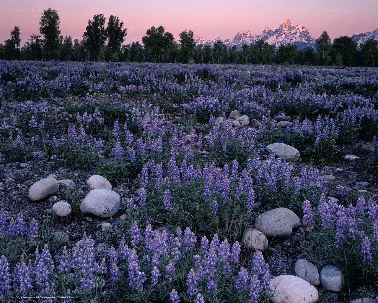 Lupine field at sunset