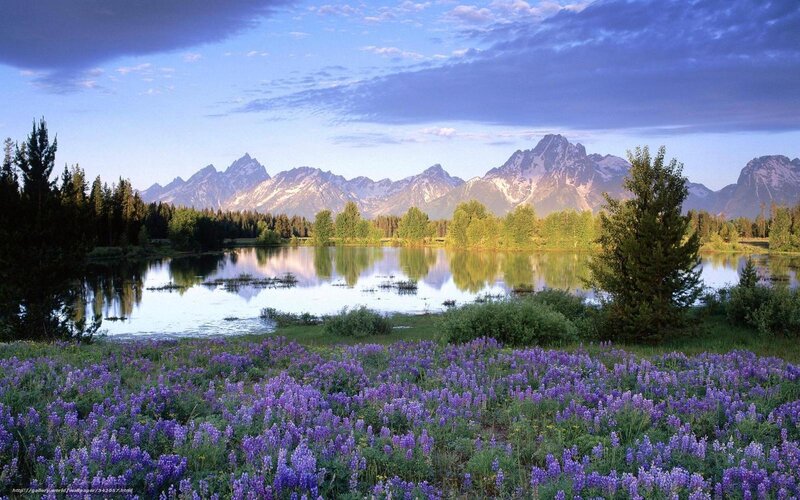Lupine field by mountain lake