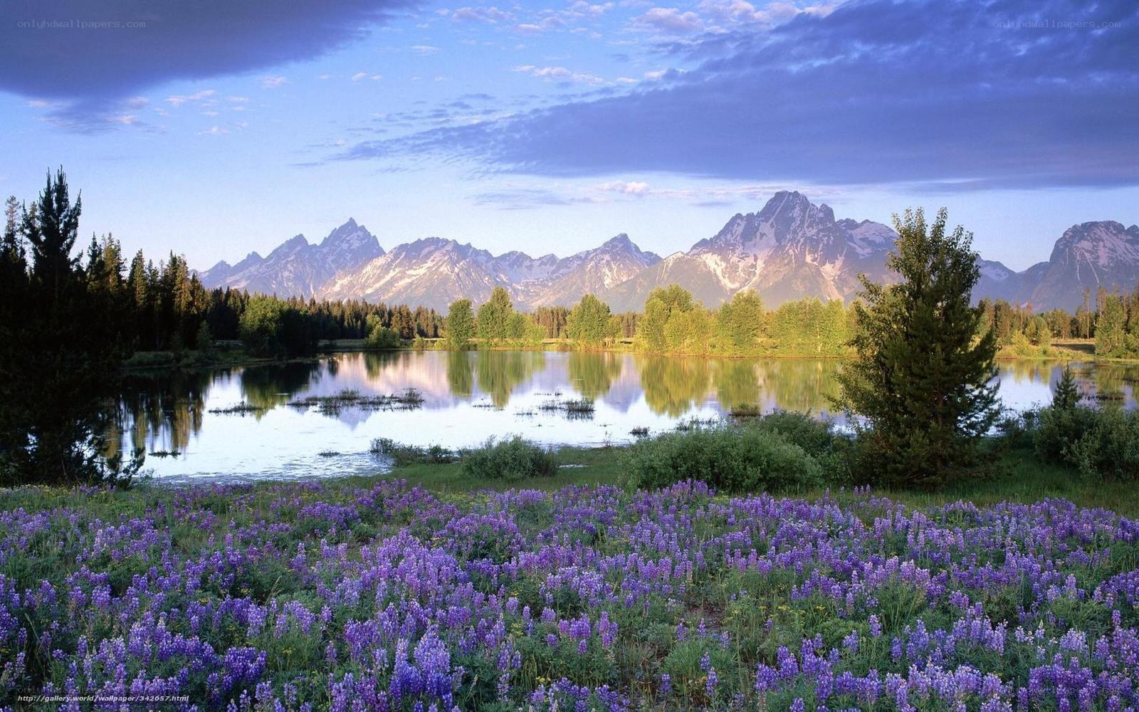 Lupine field by mountain lake