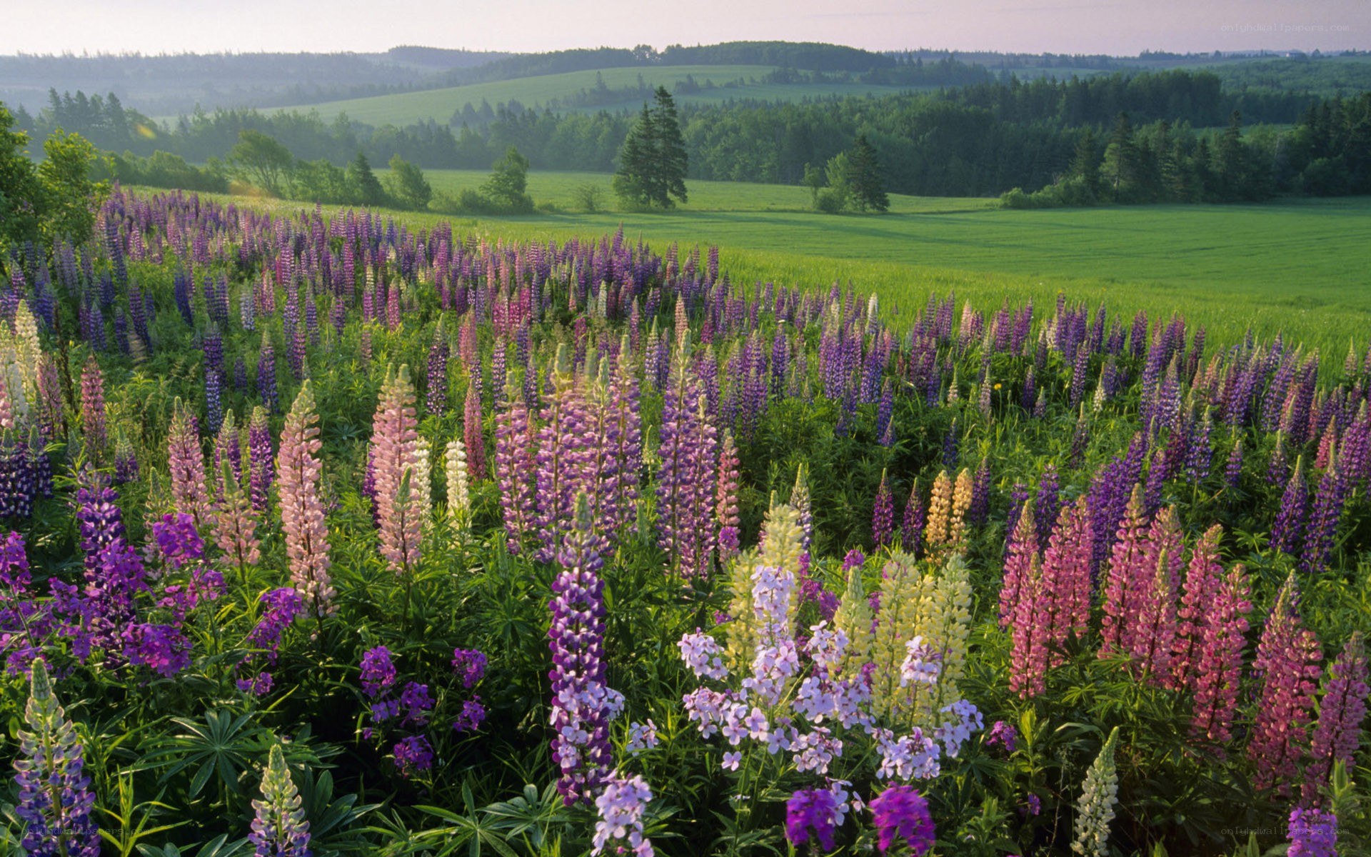 Lupine field in a green valley