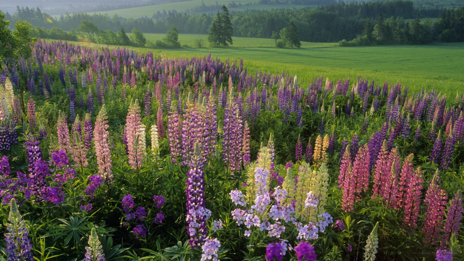 Lupine field in spring