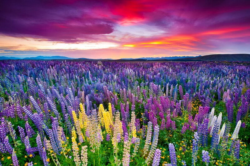 Lupine Flower Field — Purple