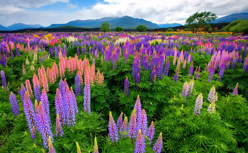 Lupine Flower Field