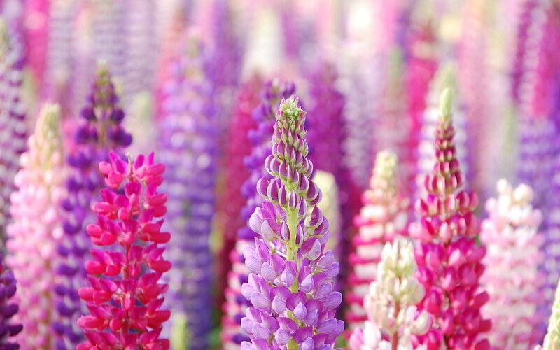 Lupine Flower Spikes — Purple