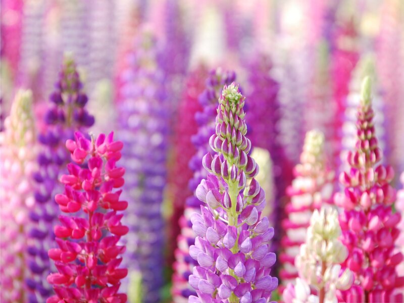 Lupine Flower Spikes