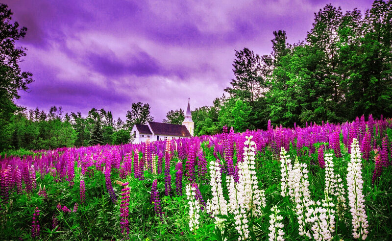 Lupine Flowers and Church