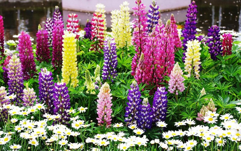 Lupine Flowers and Daisies — Purple