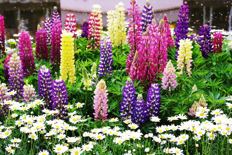 Lupine Flowers and Daisies