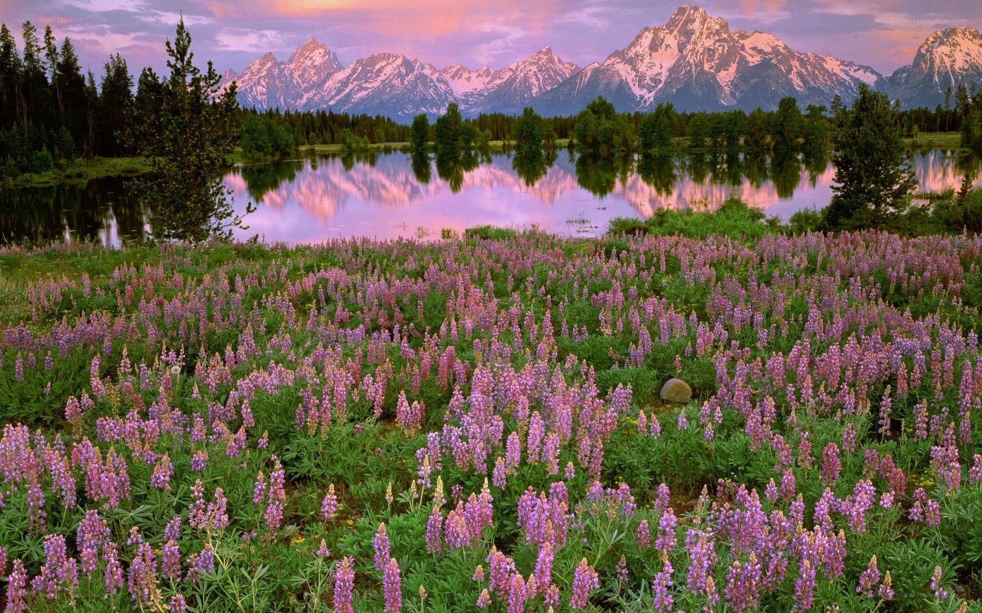 Lupine flowers at sunset