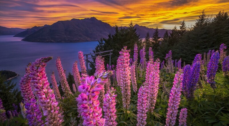 Lupine Flowers at Sunset — Purple, Serene