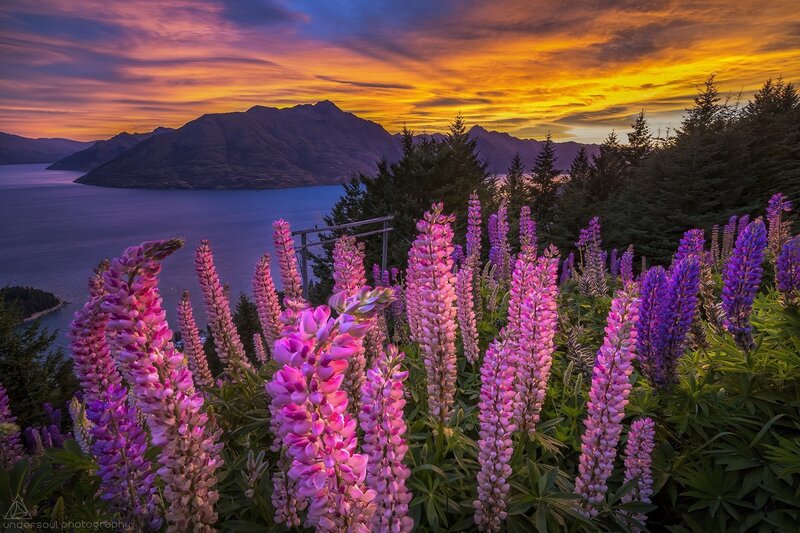 Lupine Flowers at Sunset — Purple