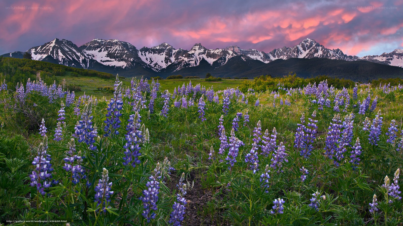 Lupine flowers at sunset