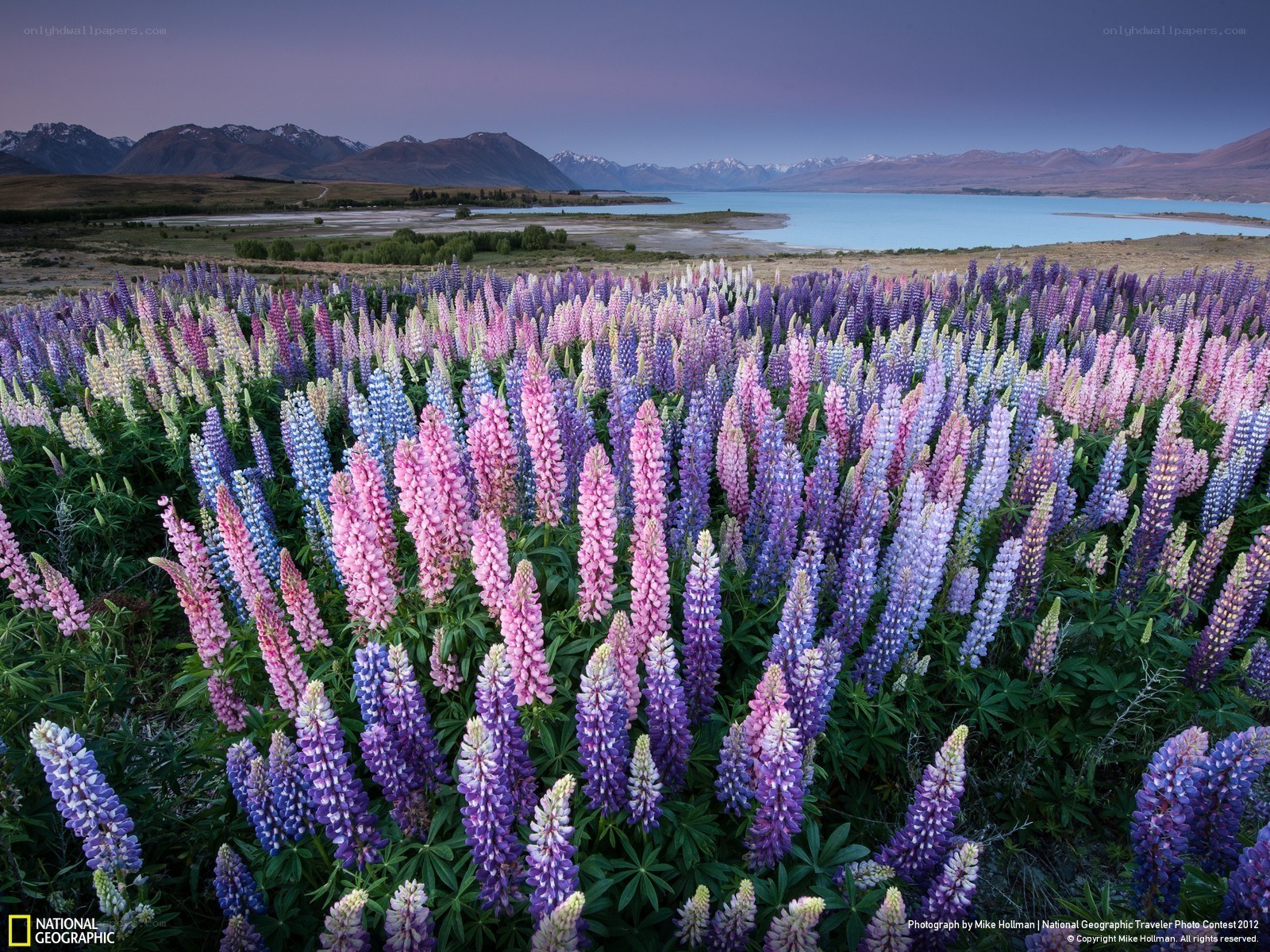 Lupine flowers by a lake