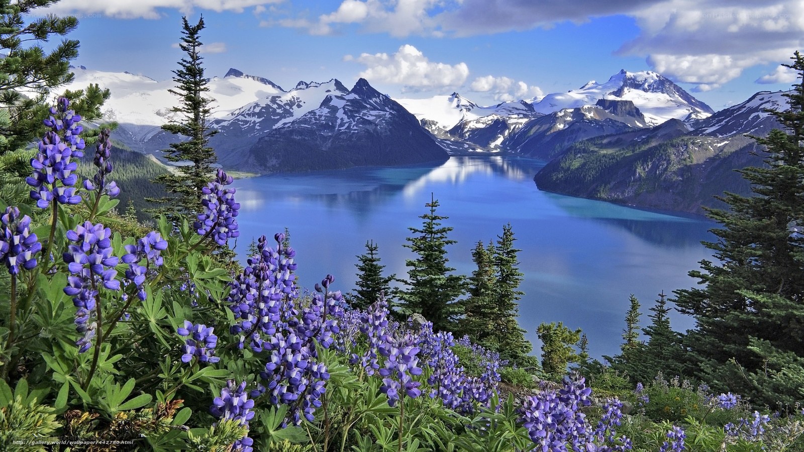 Lupine flowers by a mountain lake
