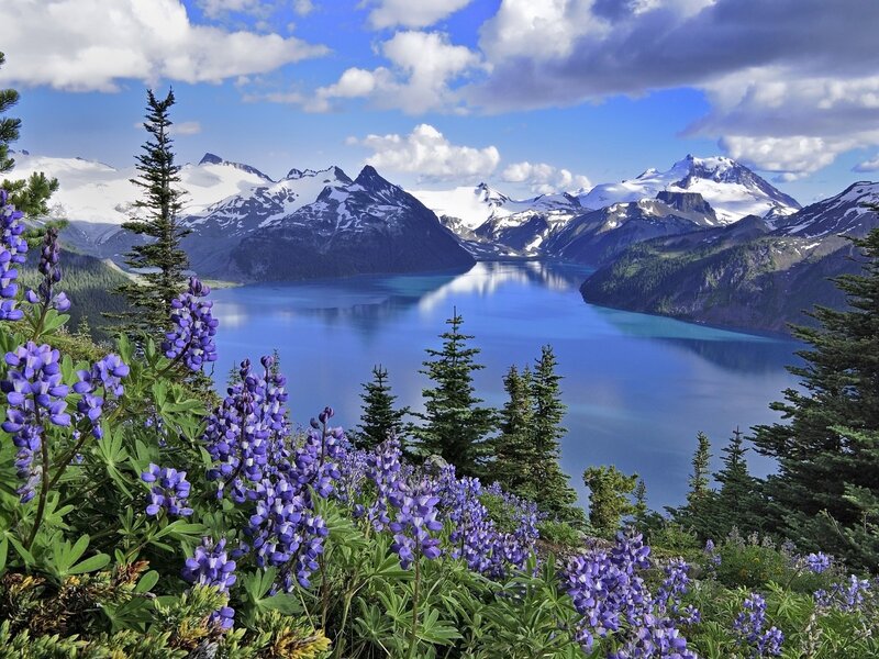 Lupine flowers by a mountain lake