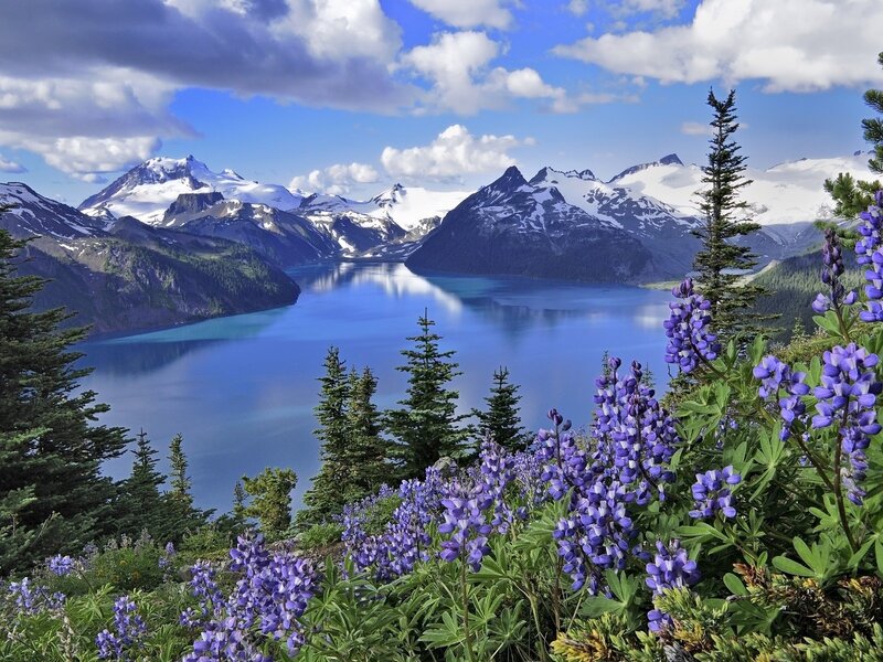 Lupine flowers by a mountain lake