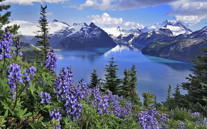 Lupine flowers by a mountain lake